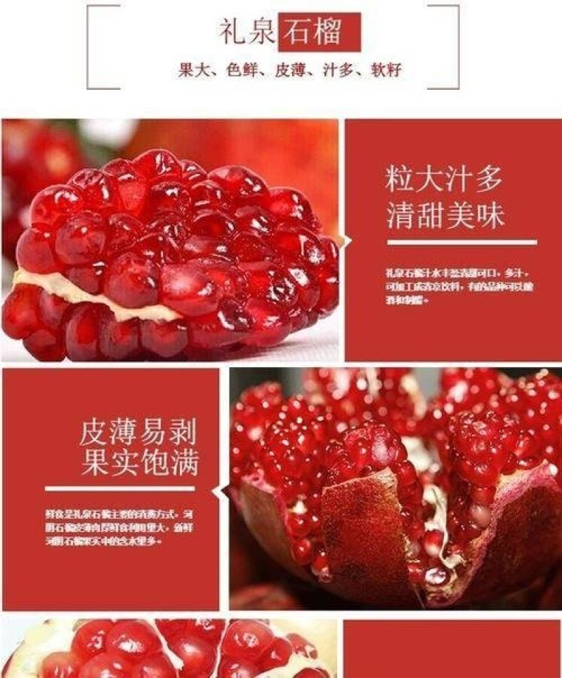 包邮蒙阳石榴苗产地直销适应性强产量大量大优优惠