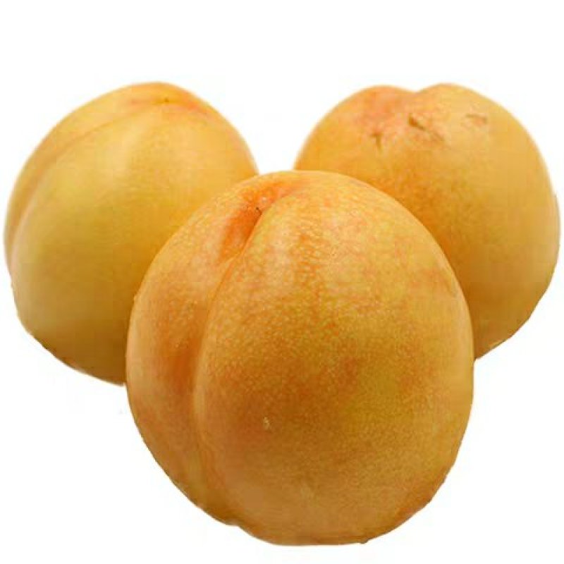 黄桃树苗【黄金蜜桃苗】嫁接桃苗黄金蜜桃树苗当年结果