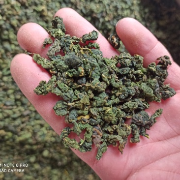桑叶茶干茶桑叶桑叶批发可打粉新品专业一手货源绿桑叶