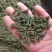 桑叶茶干茶桑叶桑叶批发可打粉新品专业一手货源绿桑叶