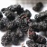 精选新疆桑葚干非种植头茬干净无沙果肉紧实饱满厚实