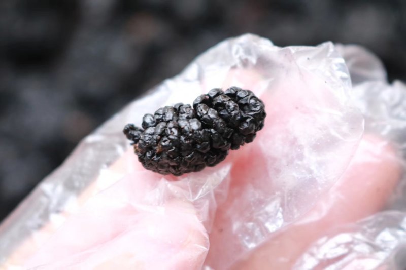 精选新疆桑葚干非种植头茬干净无沙果肉紧实饱满厚实