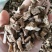 中药材百部湖南无硫熏规格齐全一公斤起发货