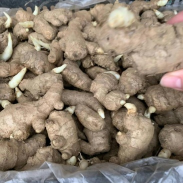 小黄姜种，大量批发，大黄姜种，老姜种，山东产地直销