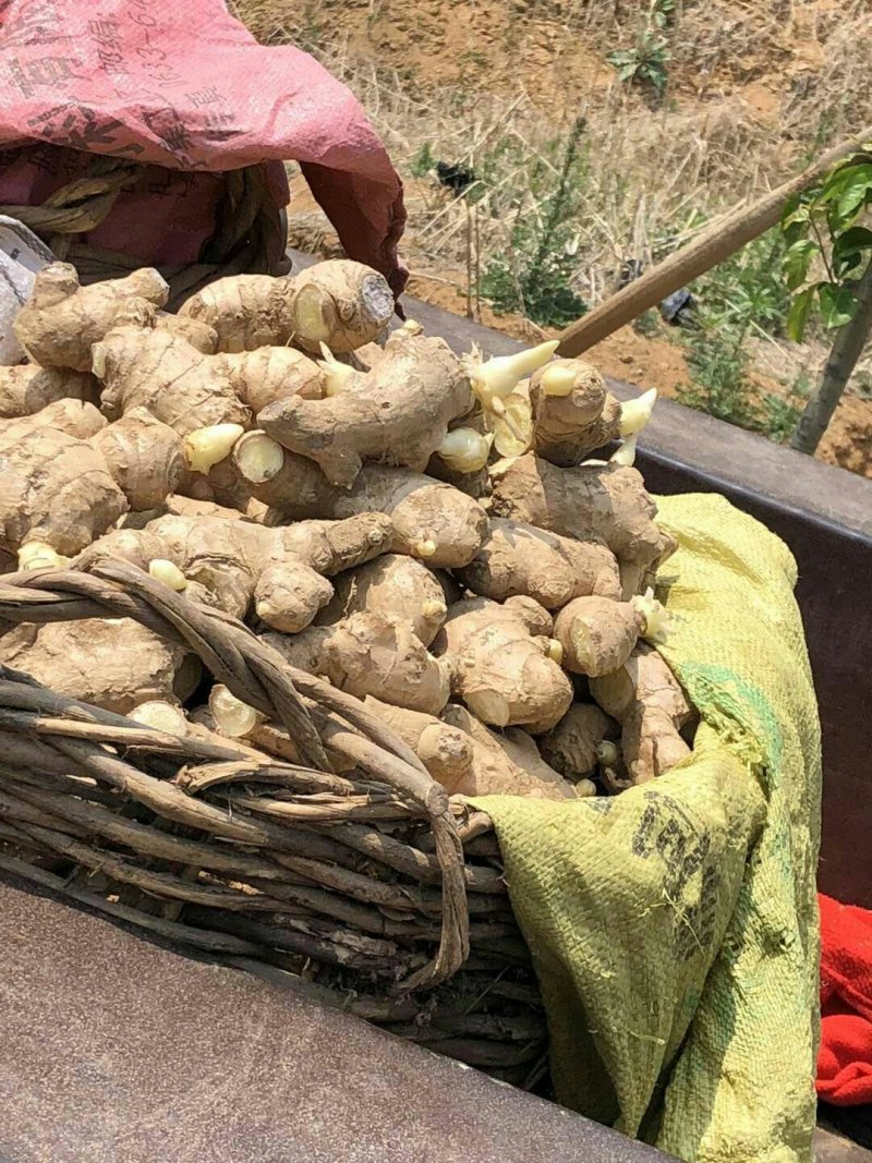 小黄姜种，大量批发，大黄姜种，老姜种，山东产地直销