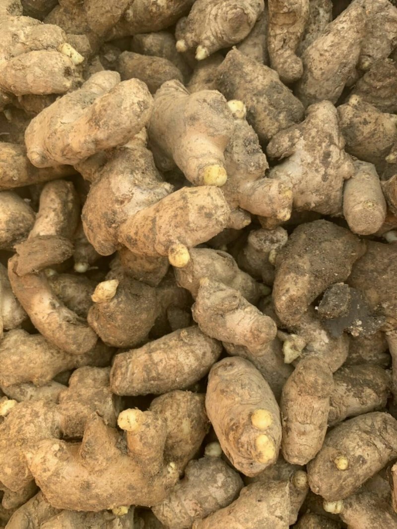 小黄姜种，大量批发，大黄姜种，老姜种，山东产地直销