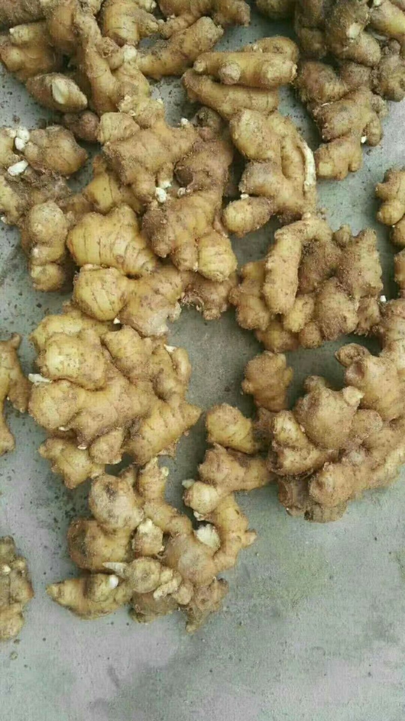 小黄姜种，大量批发，大黄姜种，老姜种，山东产地直销
