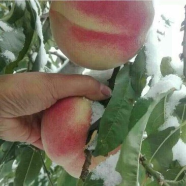 巨型冬桃二号苗，品种苗，基地直销，包技术包成活