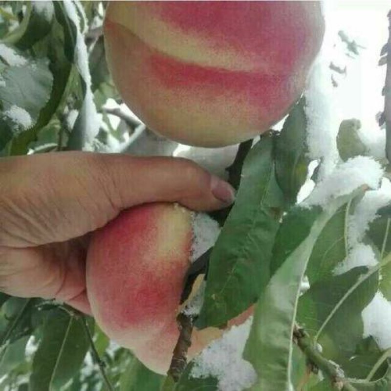 巨型冬桃二号苗，品种苗，基地直销，包技术包成活