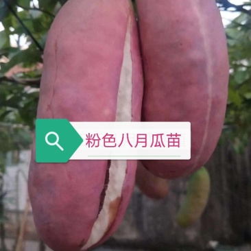 粉依八月瓜苗当年结果大苗