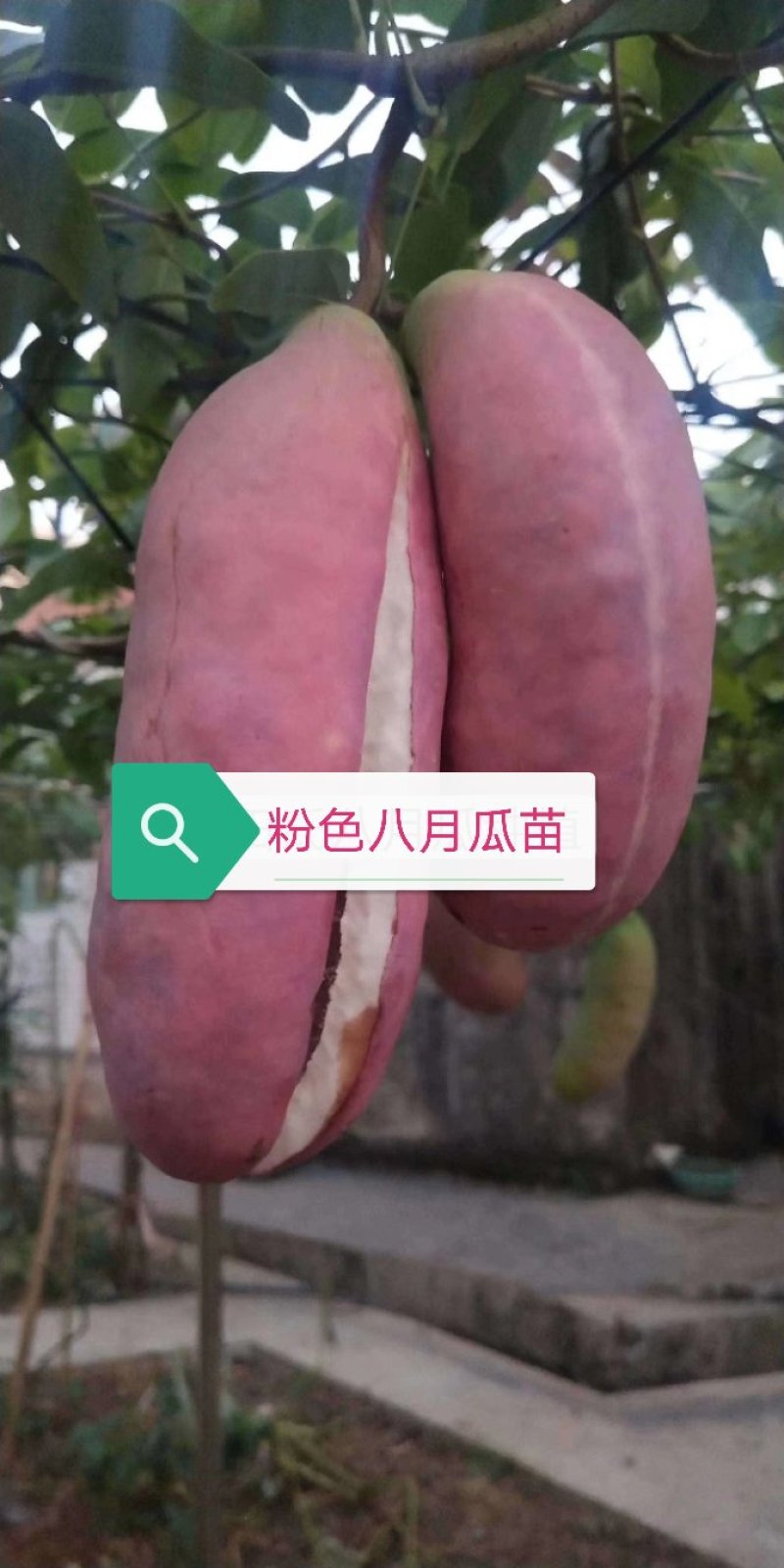 粉依八月瓜苗当年结果大苗