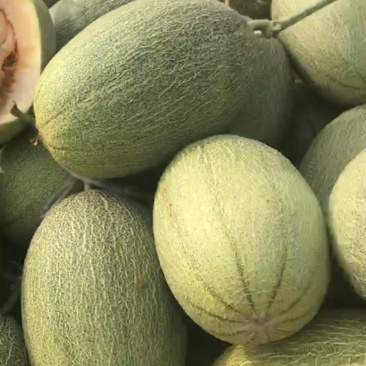 晓蜜25东方蜜玉菇红金蜜