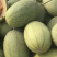 晓蜜25东方蜜玉菇红金蜜