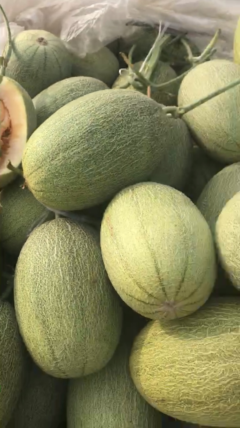 晓蜜25东方蜜玉菇红金蜜