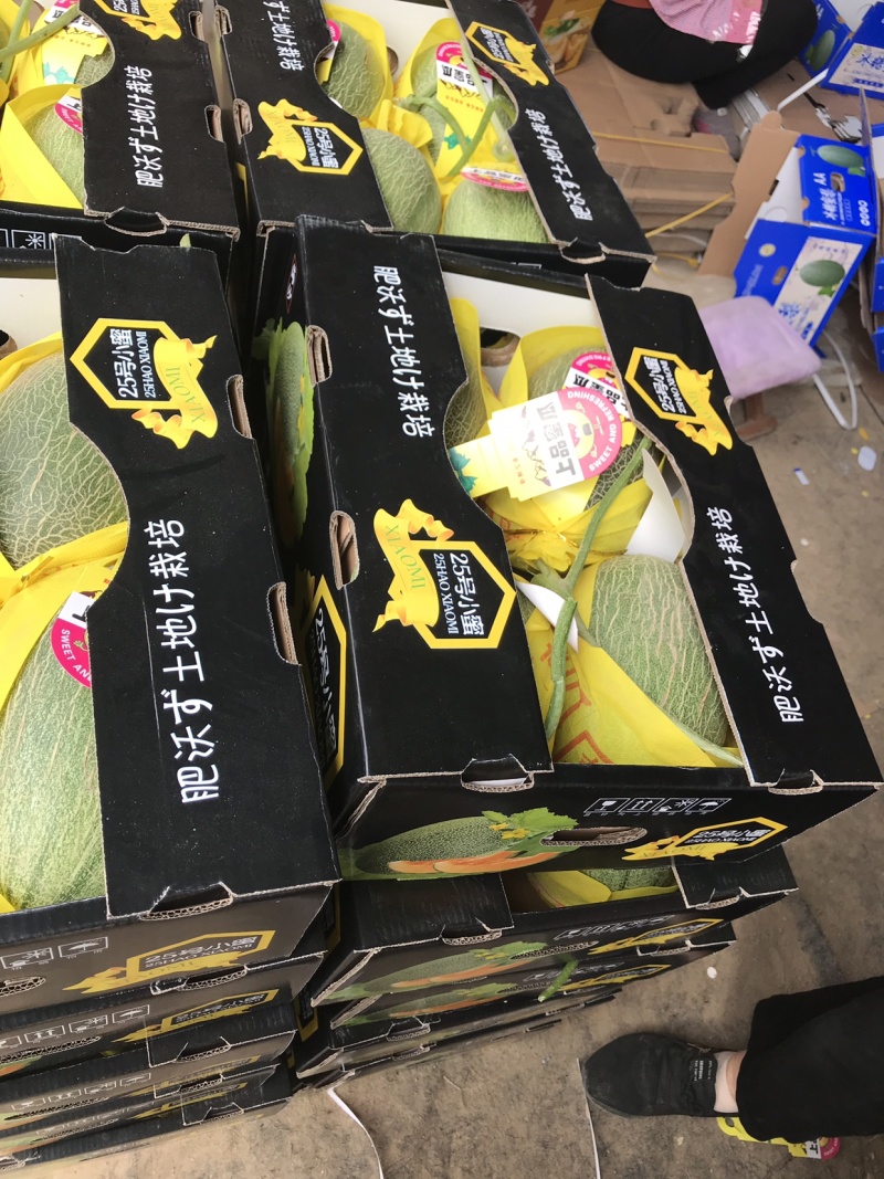 晓蜜25东方蜜玉菇红金蜜