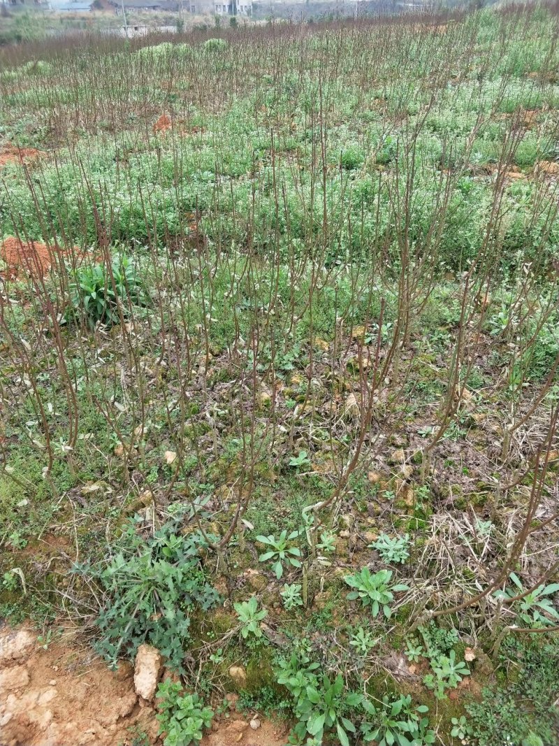 桃子树苗，橘子苗