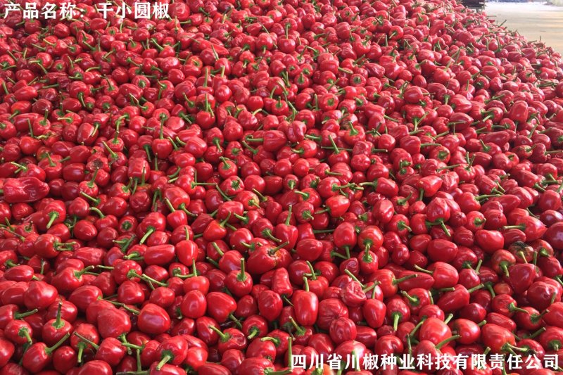 四川辣椒种子川椒种业干小圆椒8g/袋