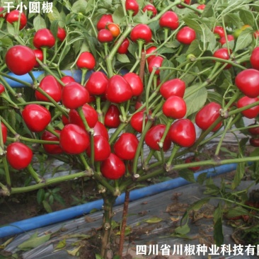 四川辣椒种子川椒种业干小圆椒8g/袋