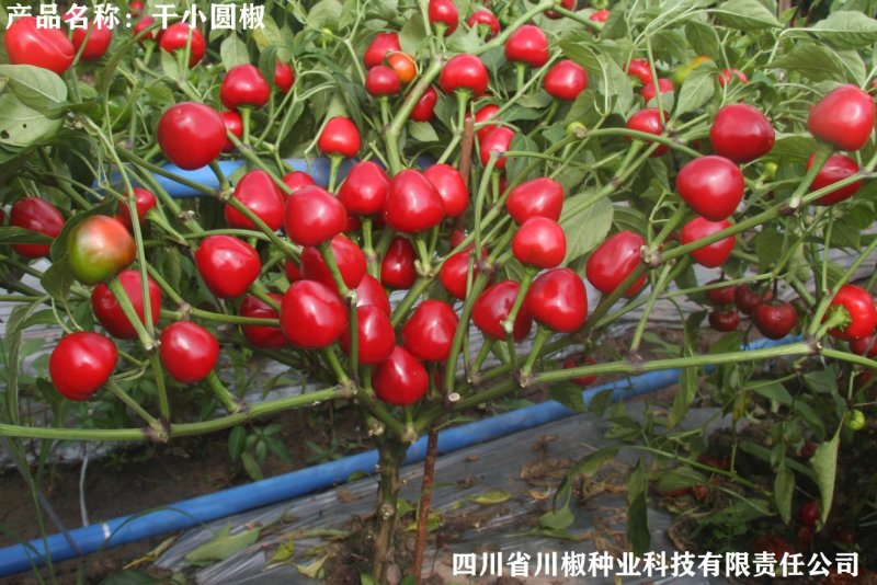 四川辣椒种子川椒种业干小圆椒8g/袋