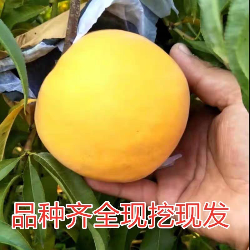 蜂糖李子苗嫁接苗味道浓甜，大苗提供技术指导