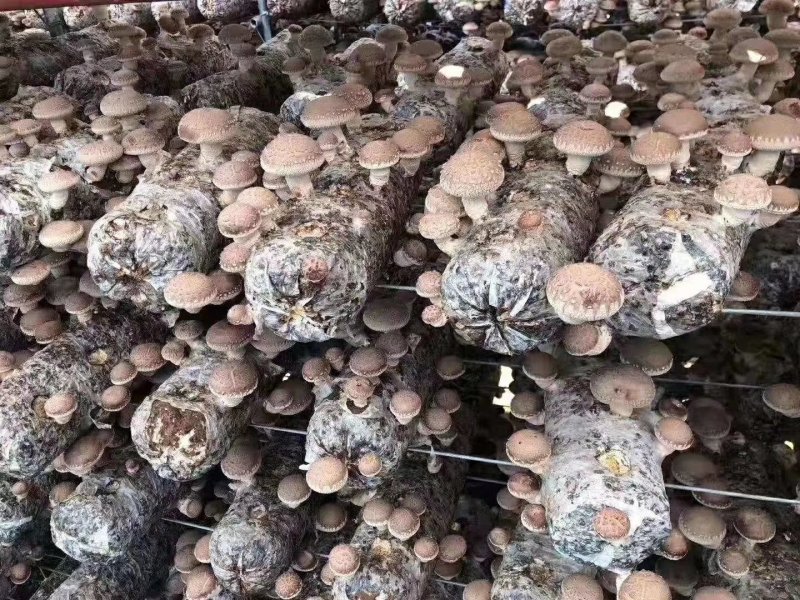 出口级品质!可预订，可量身定制，200万棒级实力供应!