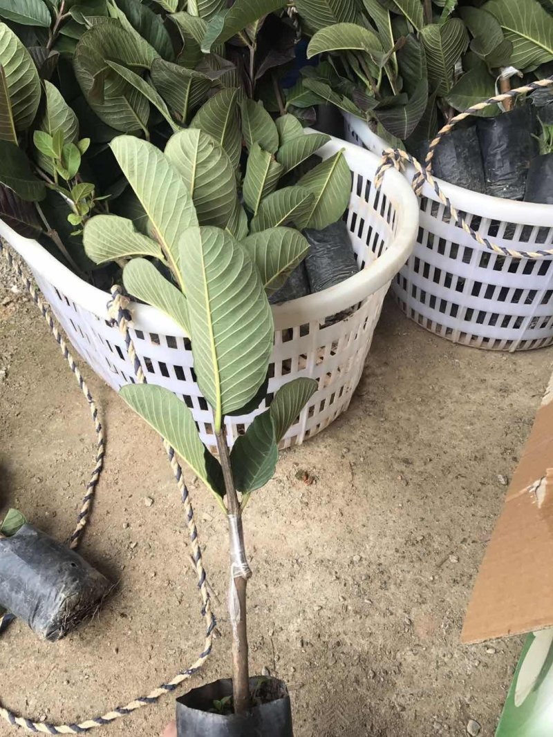 正宗台湾红宝石芭乐苗我们保证苗的品质信利。诚信经营
