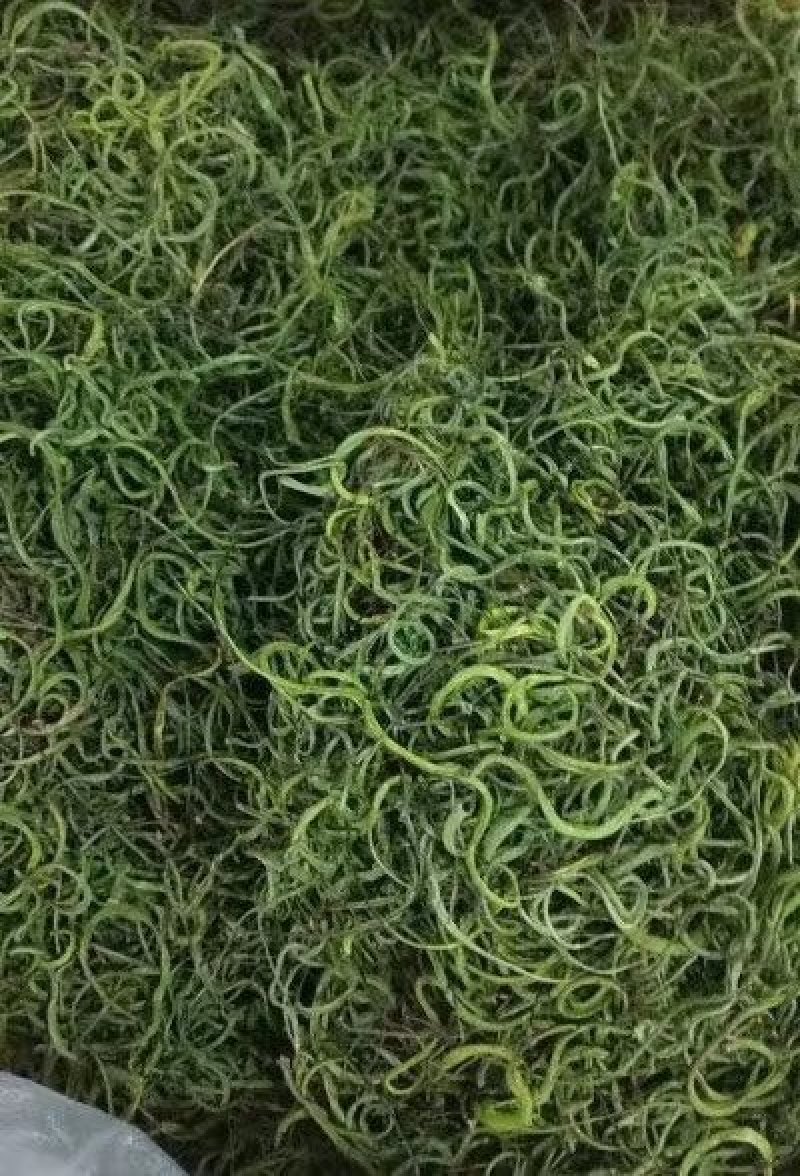 长白山独有纯野生肾精茶（石茶）滋补养生佳品一件代发