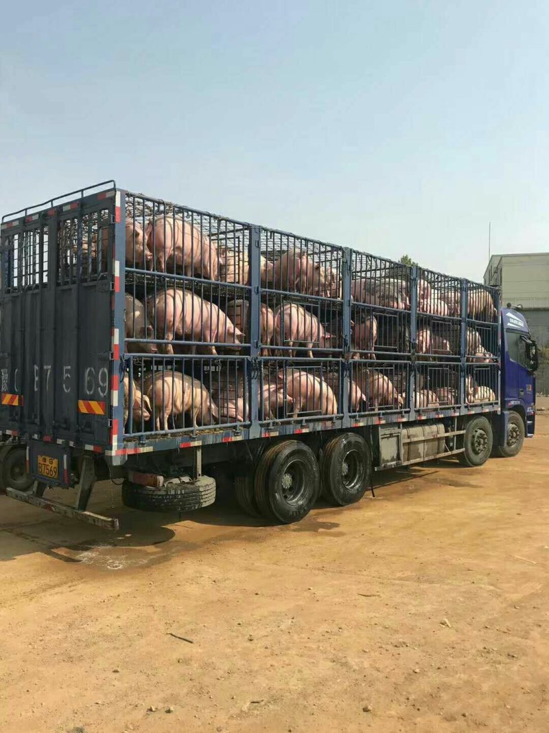 热卖山东仔猪供应基地，外三元杜洛克太湖常年对外供应仔猪苗