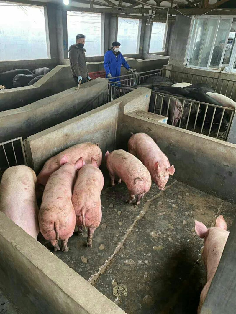 热卖山东仔猪供应基地，外三元杜洛克太湖常年对外供应仔猪苗