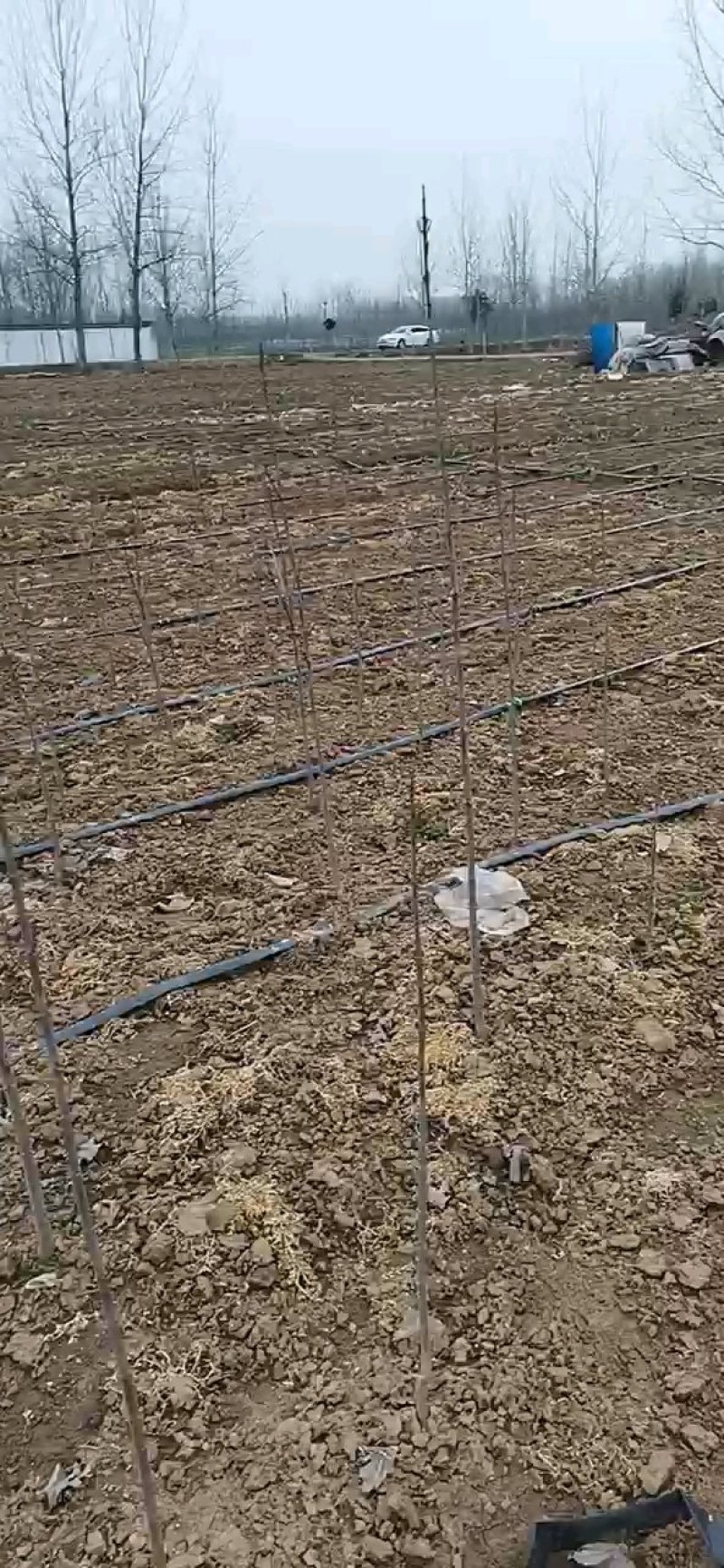红冠红枫