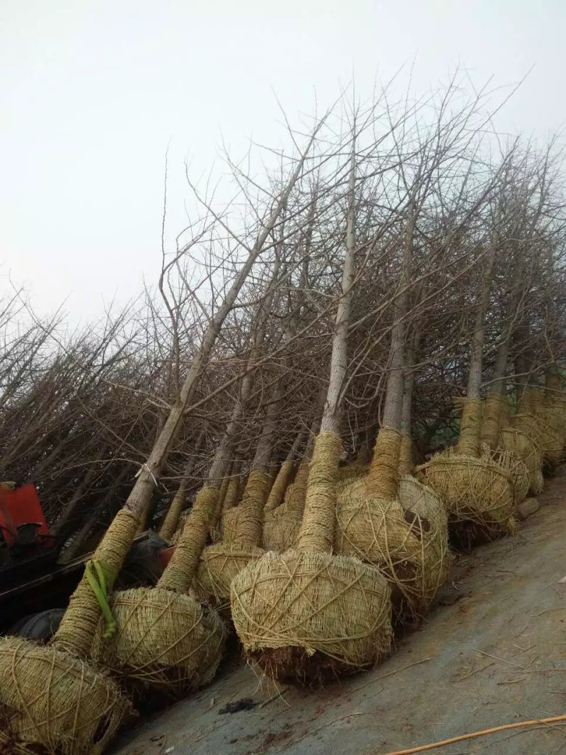 银杏树
