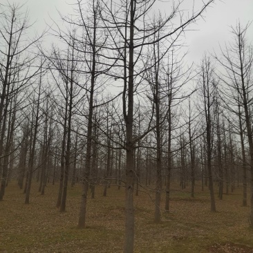 银杏树