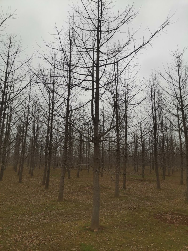 银杏树