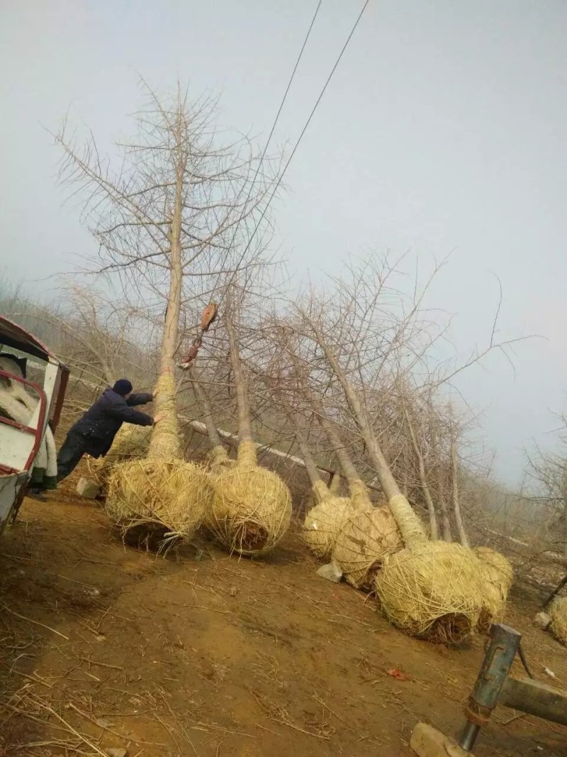 银杏树
