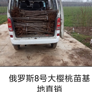 俄罗斯8号萨米托美早大樱桃苗产地直销保证质量品系