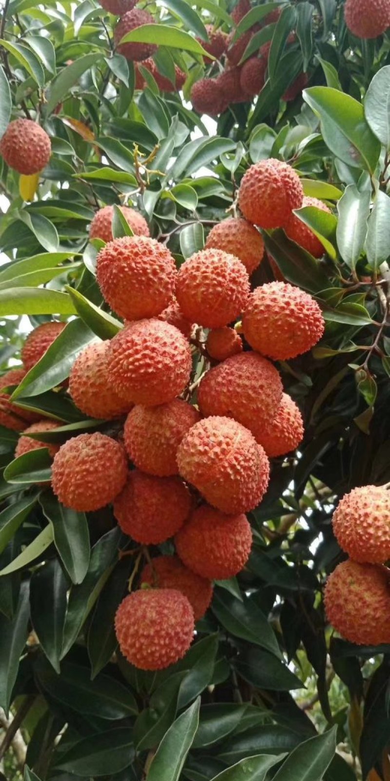 无核荔枝苗广西荔枝苗无核荔枝苗嫁接苗荔枝树苗