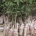无核荔枝苗广西荔枝苗无核荔枝苗嫁接苗荔枝树苗