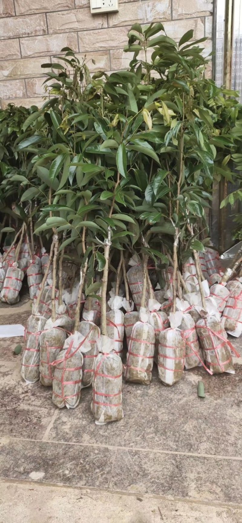 无核荔枝苗广西荔枝苗无核荔枝苗嫁接苗荔枝树苗