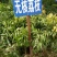 无核荔枝苗广西荔枝苗无核荔枝苗嫁接苗荔枝树苗