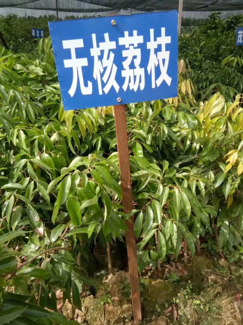 无核荔枝苗广西荔枝苗无核荔枝苗嫁接苗荔枝树苗
