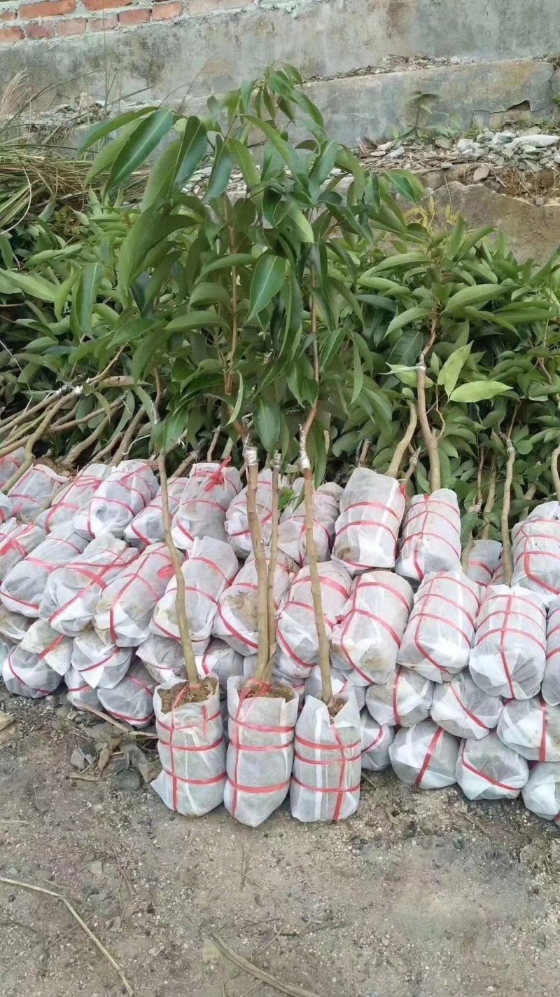 无核荔枝苗广西荔枝苗无核荔枝苗嫁接苗荔枝树苗