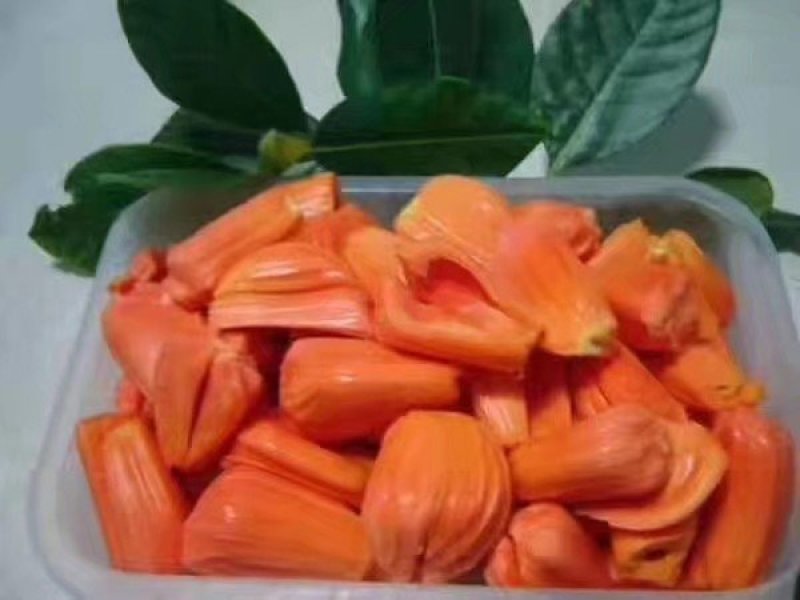 菠萝蜜树苗泰国红肉菠萝蜜菠萝蜜树苗