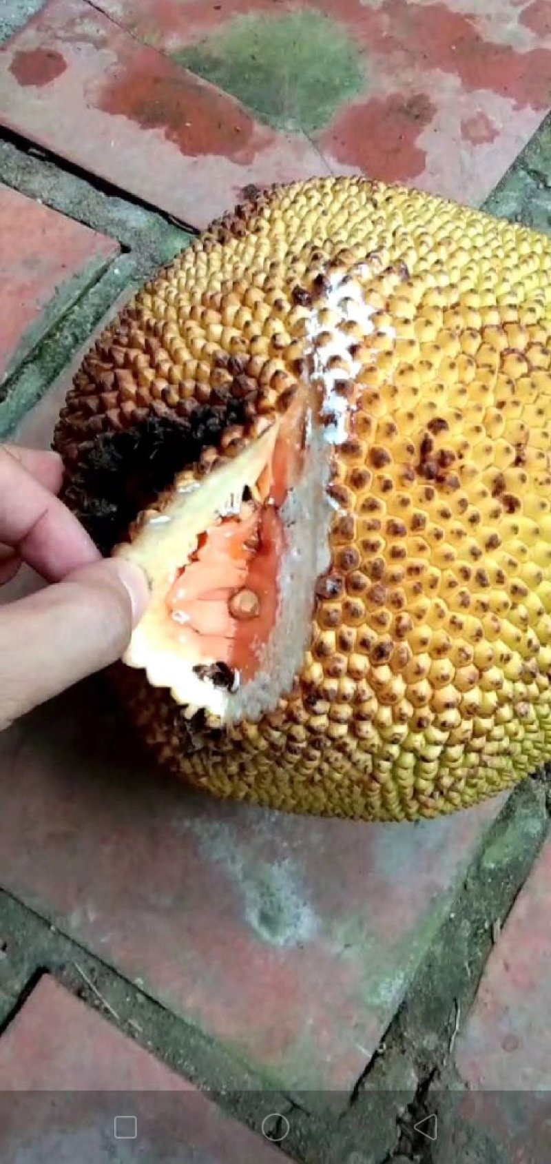 菠萝蜜树苗泰国红肉菠萝蜜菠萝蜜树苗