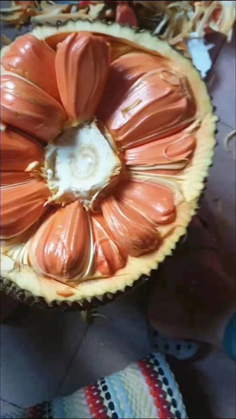 菠萝蜜树苗泰国红肉菠萝蜜菠萝蜜树苗