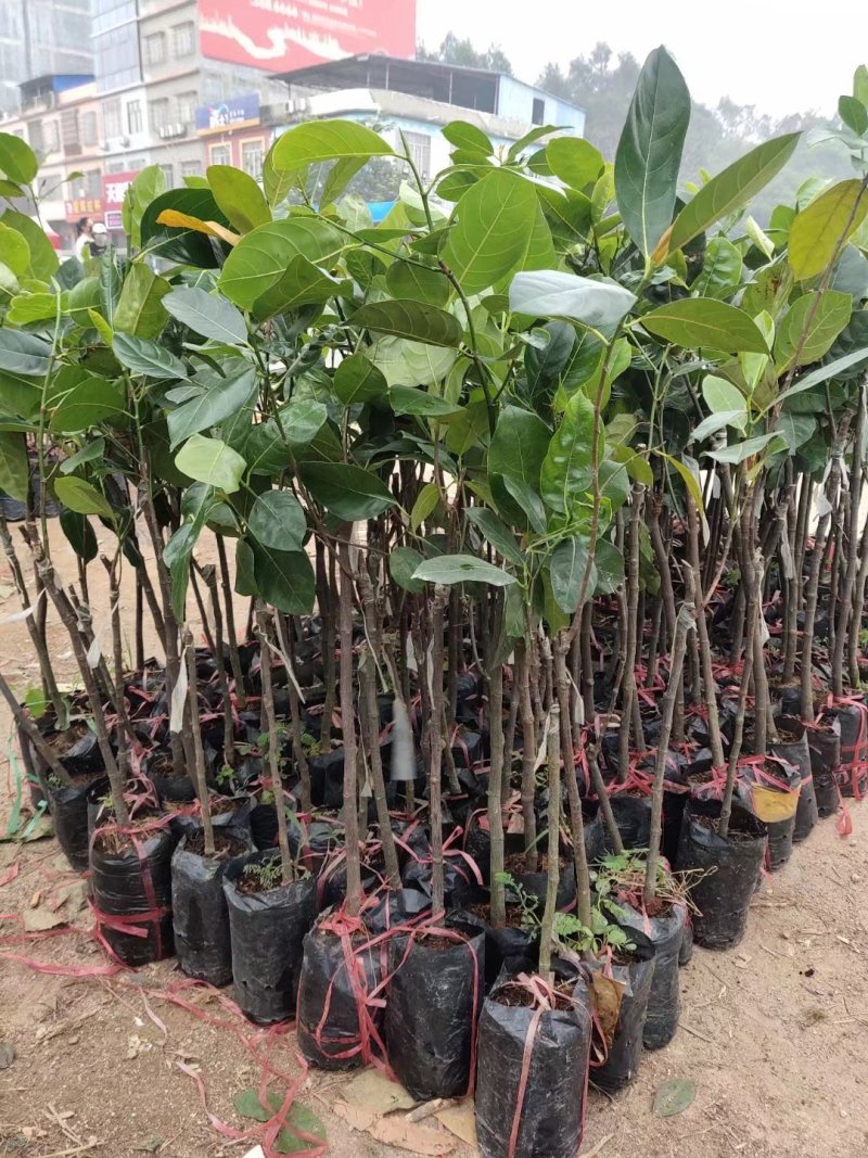 菠萝蜜树苗泰国红肉菠萝蜜菠萝蜜树苗