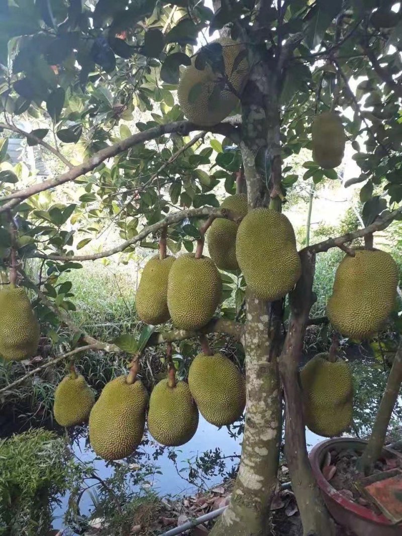 菠萝蜜树苗泰国红肉菠萝蜜菠萝蜜树苗
