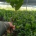 菠萝蜜树苗泰国红肉菠萝蜜菠萝蜜树苗