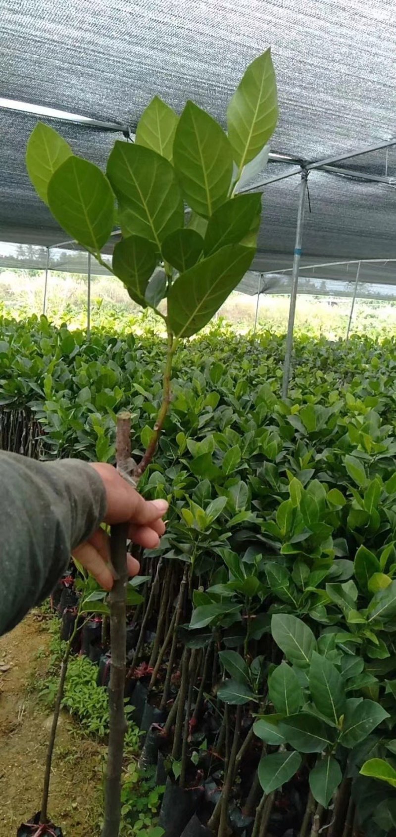 菠萝蜜树苗泰国红肉菠萝蜜菠萝蜜树苗