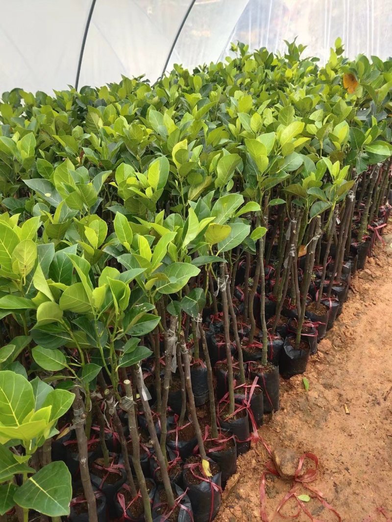 菠萝蜜树苗泰国红肉菠萝蜜菠萝蜜树苗