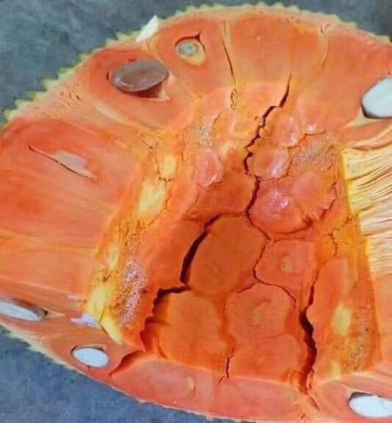 菠萝蜜树苗泰国红肉菠萝蜜菠萝蜜树苗